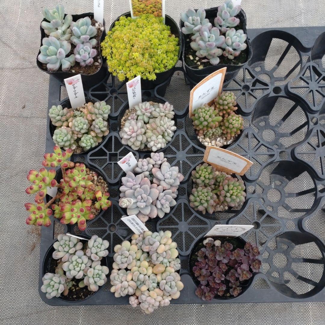 追加あり月曜追加あり まなさん専用