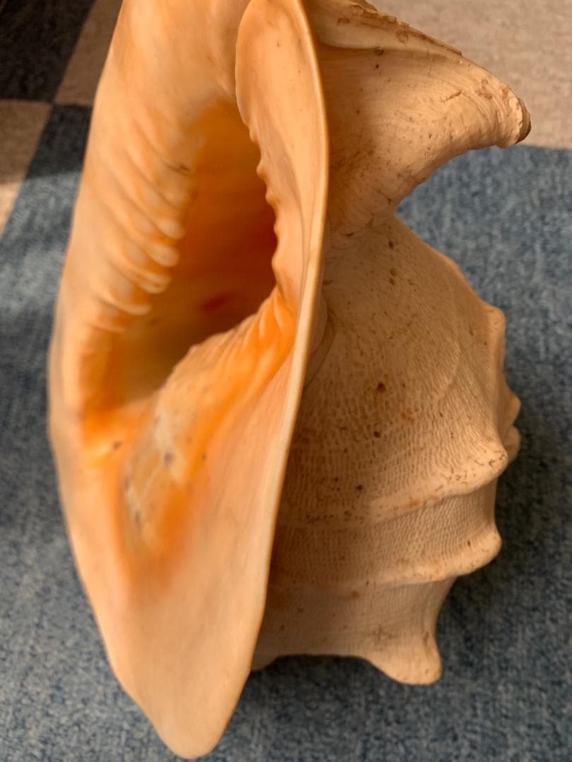 珍品　唐冠貝（トウカムリガイ）H23cmxW20cmxD23cm 美品