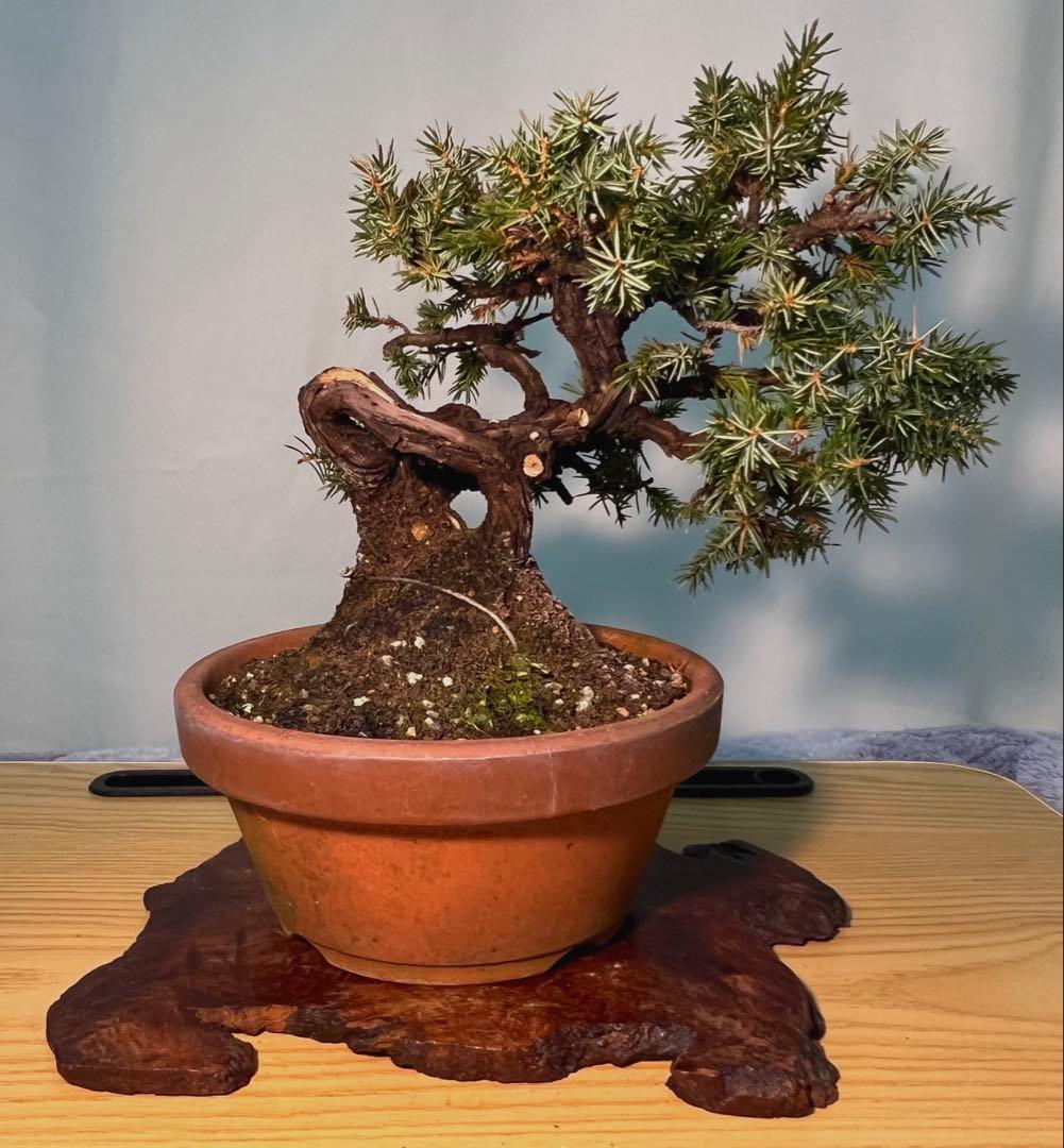 杜松　古木　変わり木