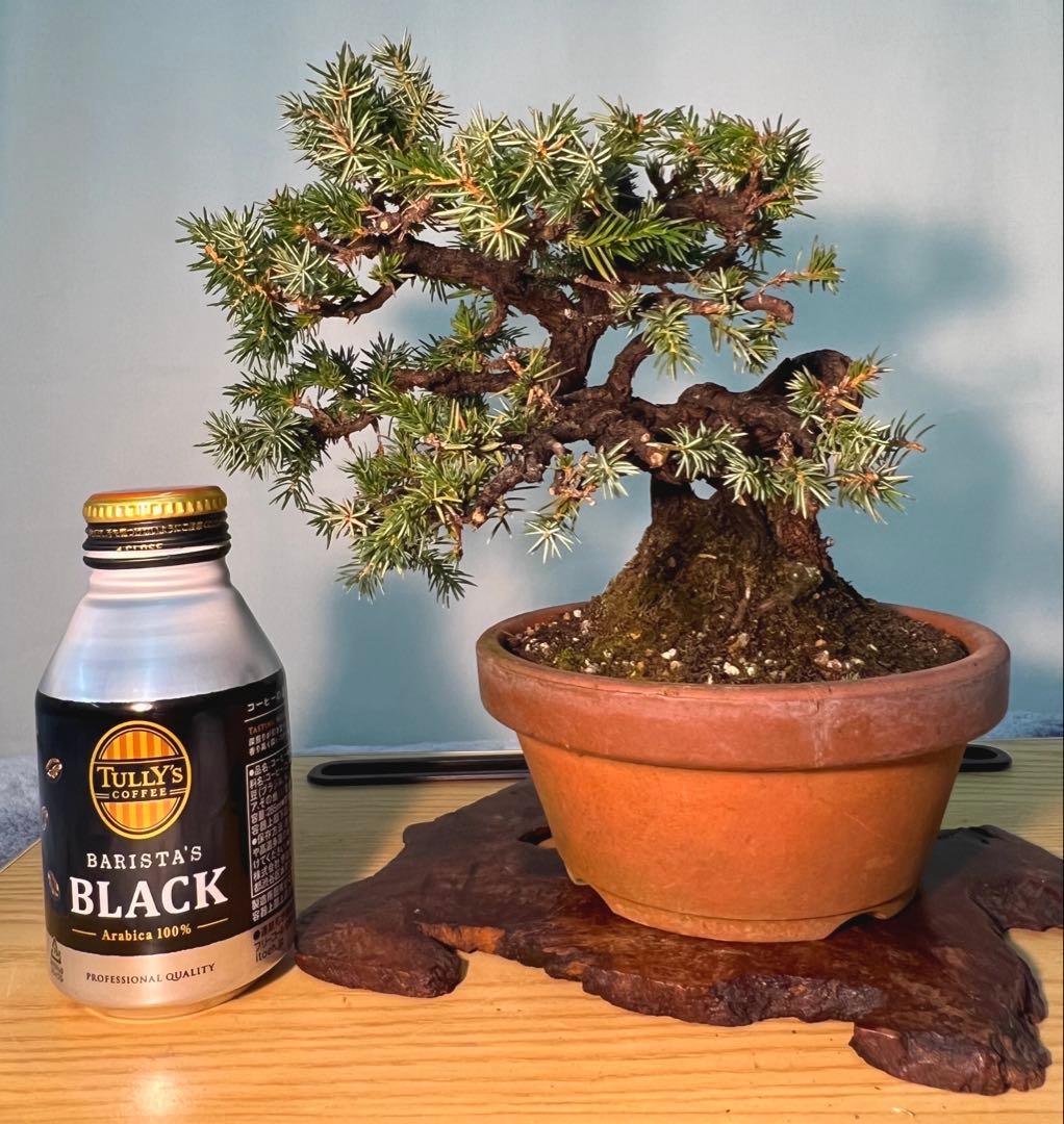 杜松　古木　変わり木