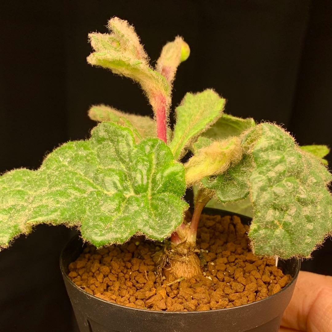 花芽付レア！　オトンナ ヘテロフィラ　ブルボーサ　多肉植物　塊根植物　実生