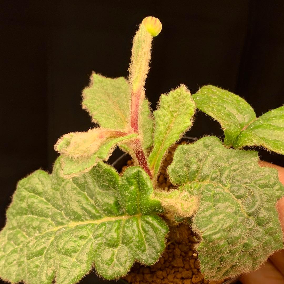 花芽付レア！　オトンナ ヘテロフィラ　ブルボーサ　多肉植物　塊根植物　実生