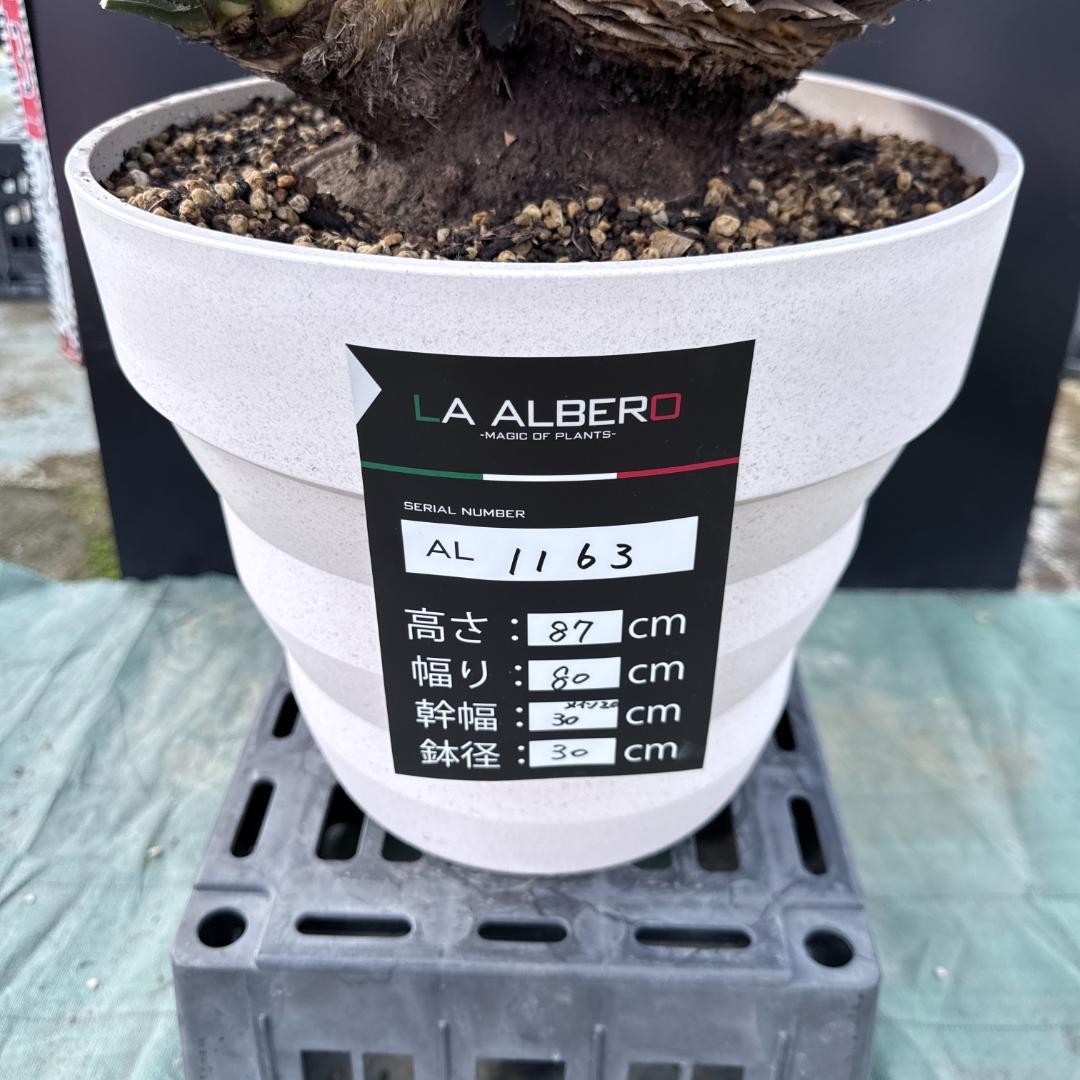 【AL1163】ユッカ　ロストラータ