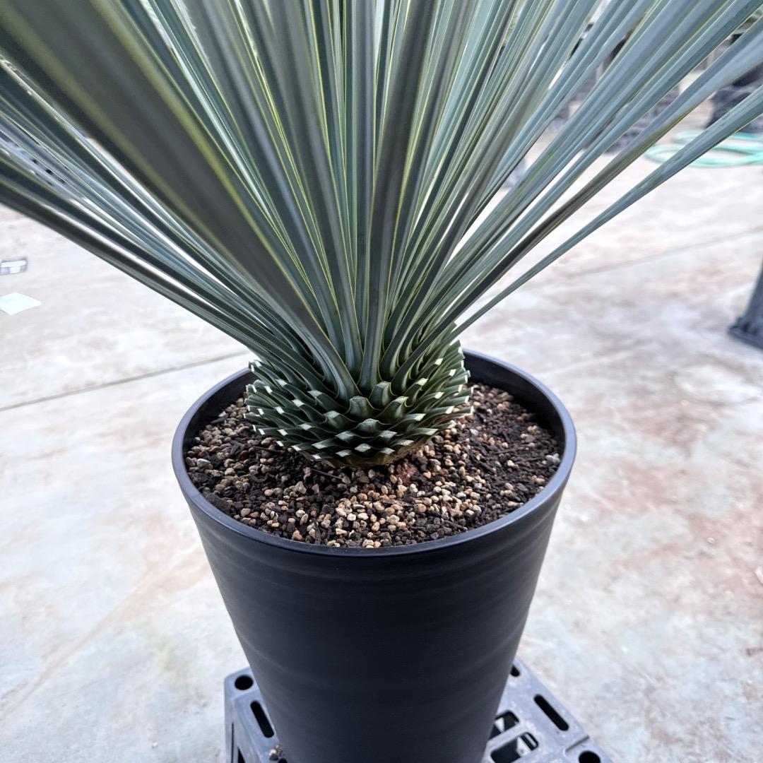 【AL1188】ユッカ　ロストラータ　ランチョブルー