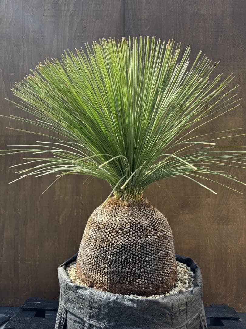 B313 オーストラリア産　ブラックボーイ　プレイシー　福岡植物販売