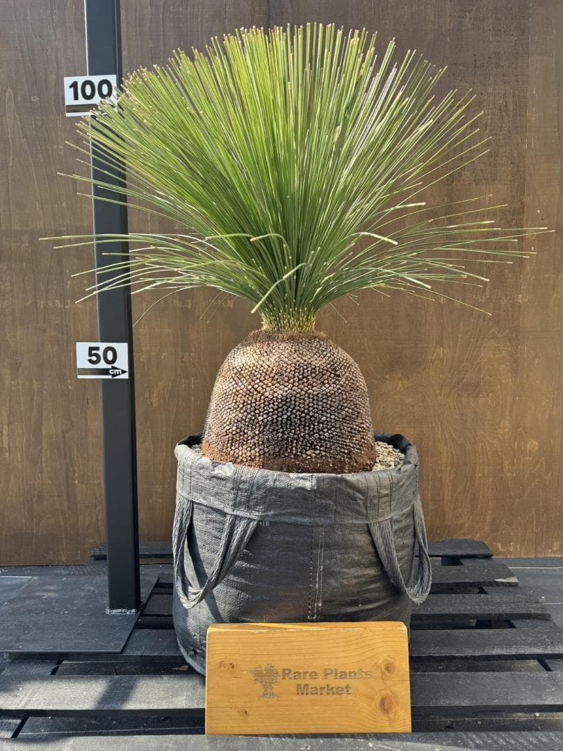 B313 オーストラリア産　ブラックボーイ　プレイシー　福岡植物販売