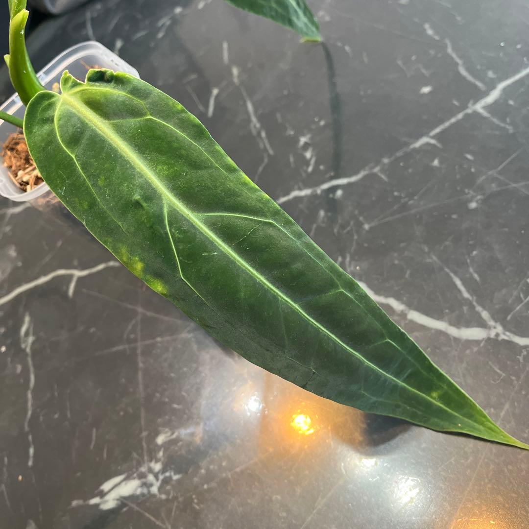 Anthurium ワロクアナム ダークナローフォーム 抜き苗