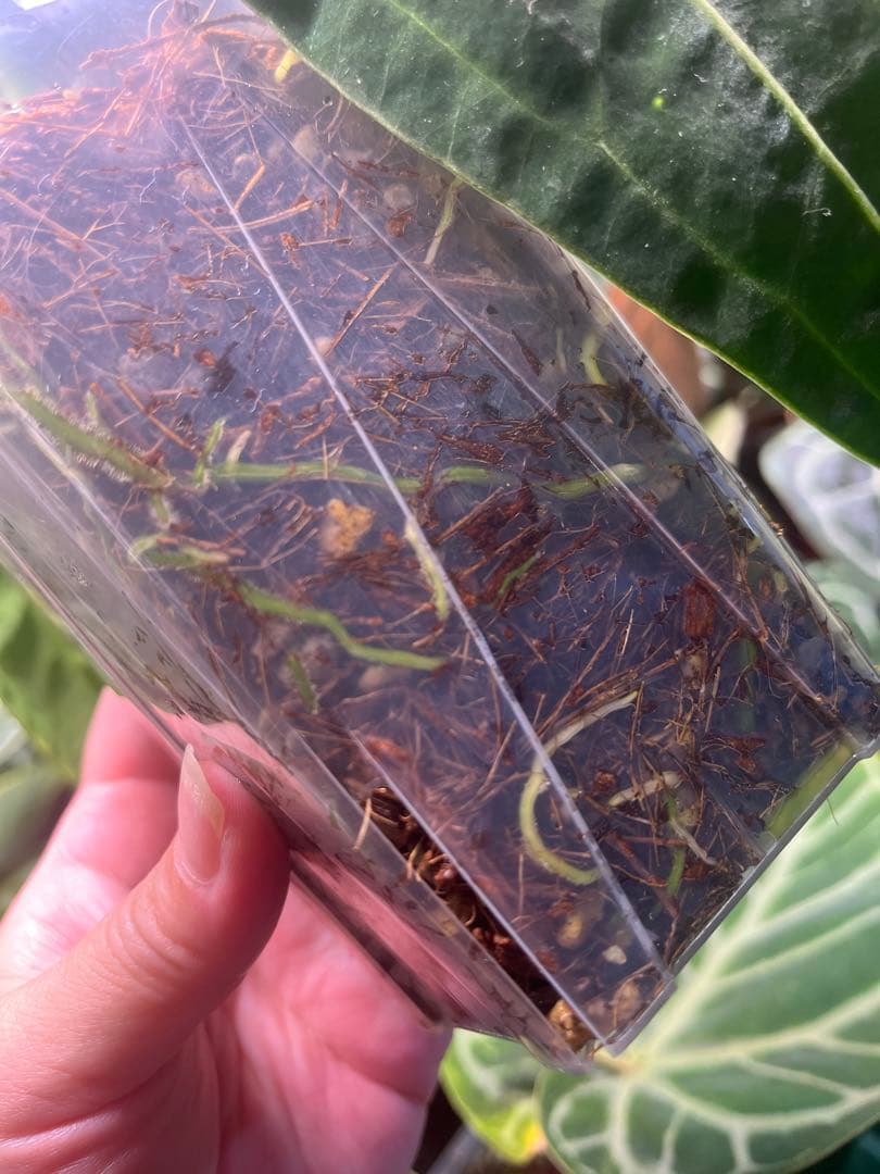 Anthurium ワロクアナム ダークナローフォーム 抜き苗