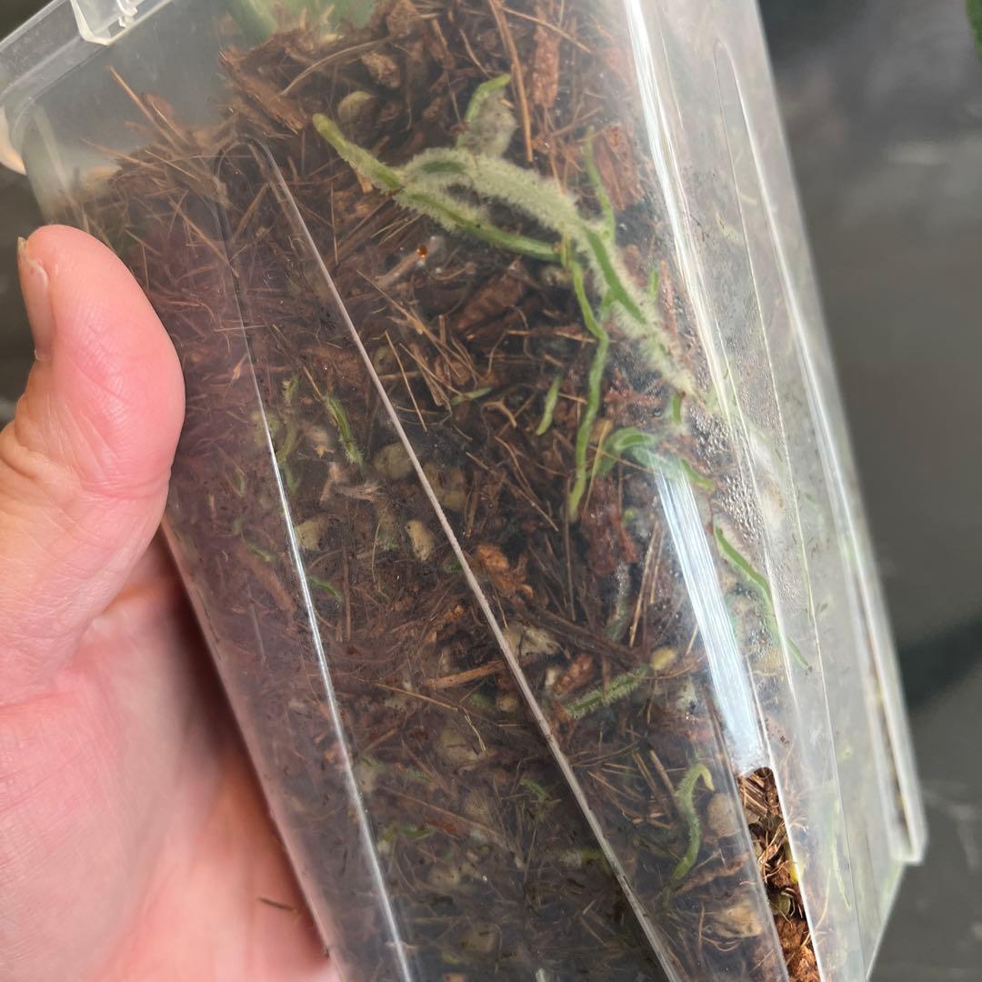 Anthurium ワロクアナム ダークナローフォーム 抜き苗