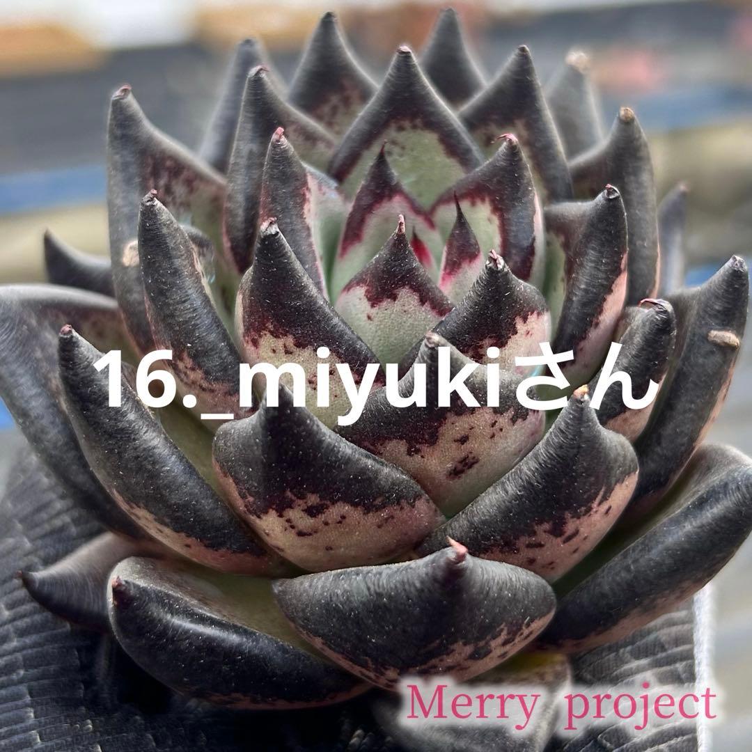 16._miyukiさん