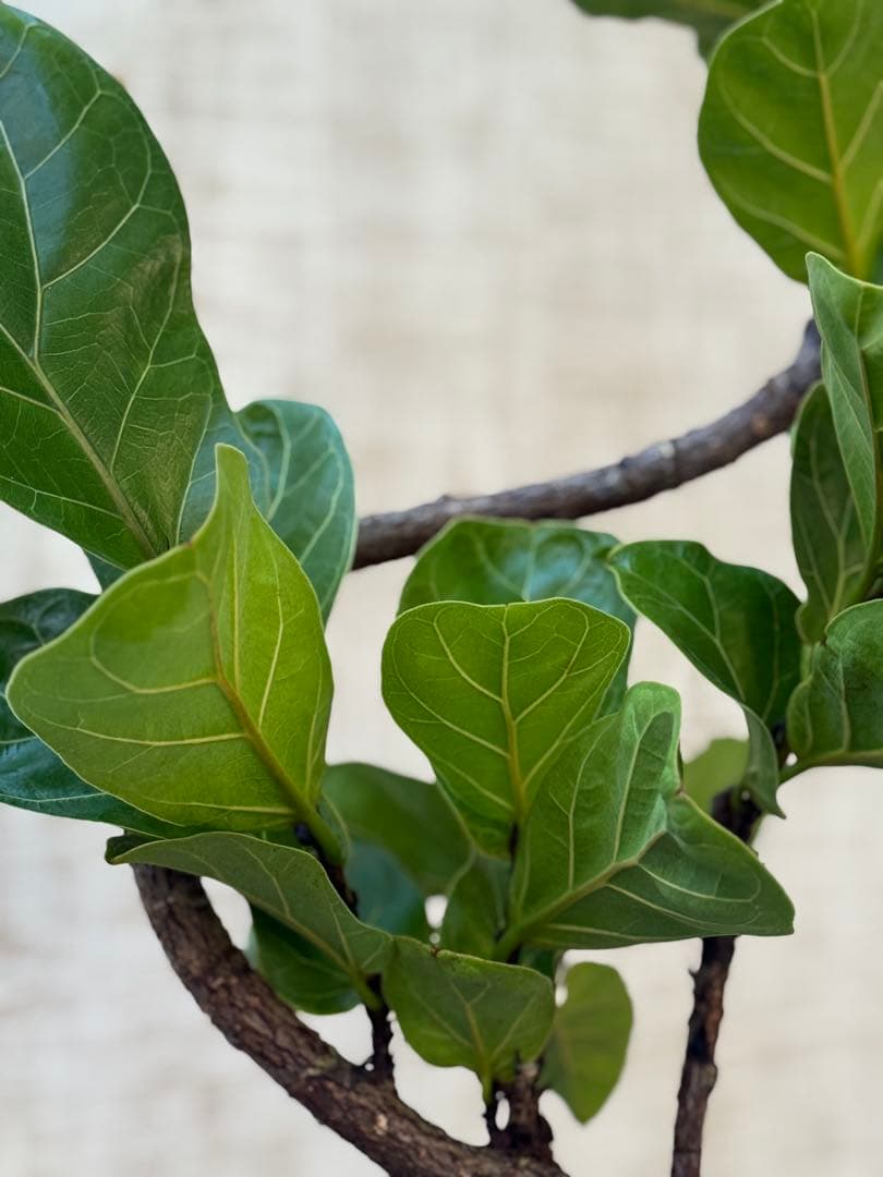 ☆ フィカス バンビーノ♪ 105cm 曲がり仕立て♪