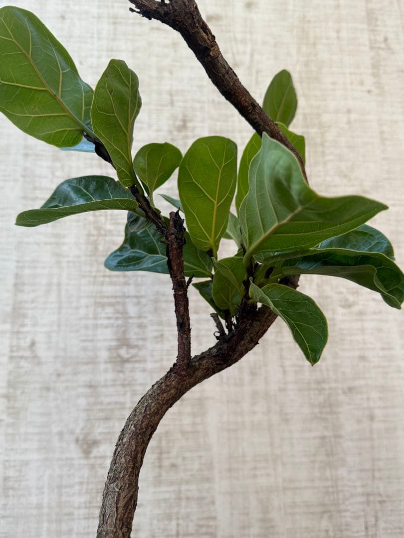 ☆ フィカス バンビーノ♪ 105cm 曲がり仕立て♪