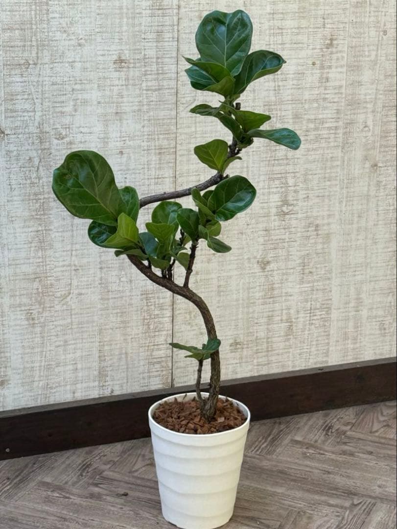 ☆ フィカス バンビーノ♪ 105cm 曲がり仕立て♪