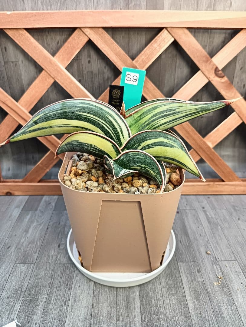 ☆S-9 超希少！大き目 サンスベリア ロリダ 斑入り ベアルート メルカリ便
