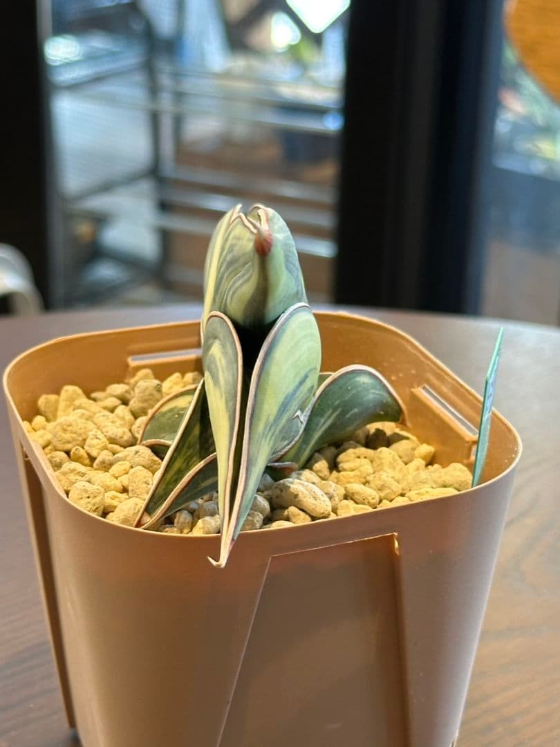 ☆S-9 超希少！大き目 サンスベリア ロリダ 斑入り ベアルート メルカリ便