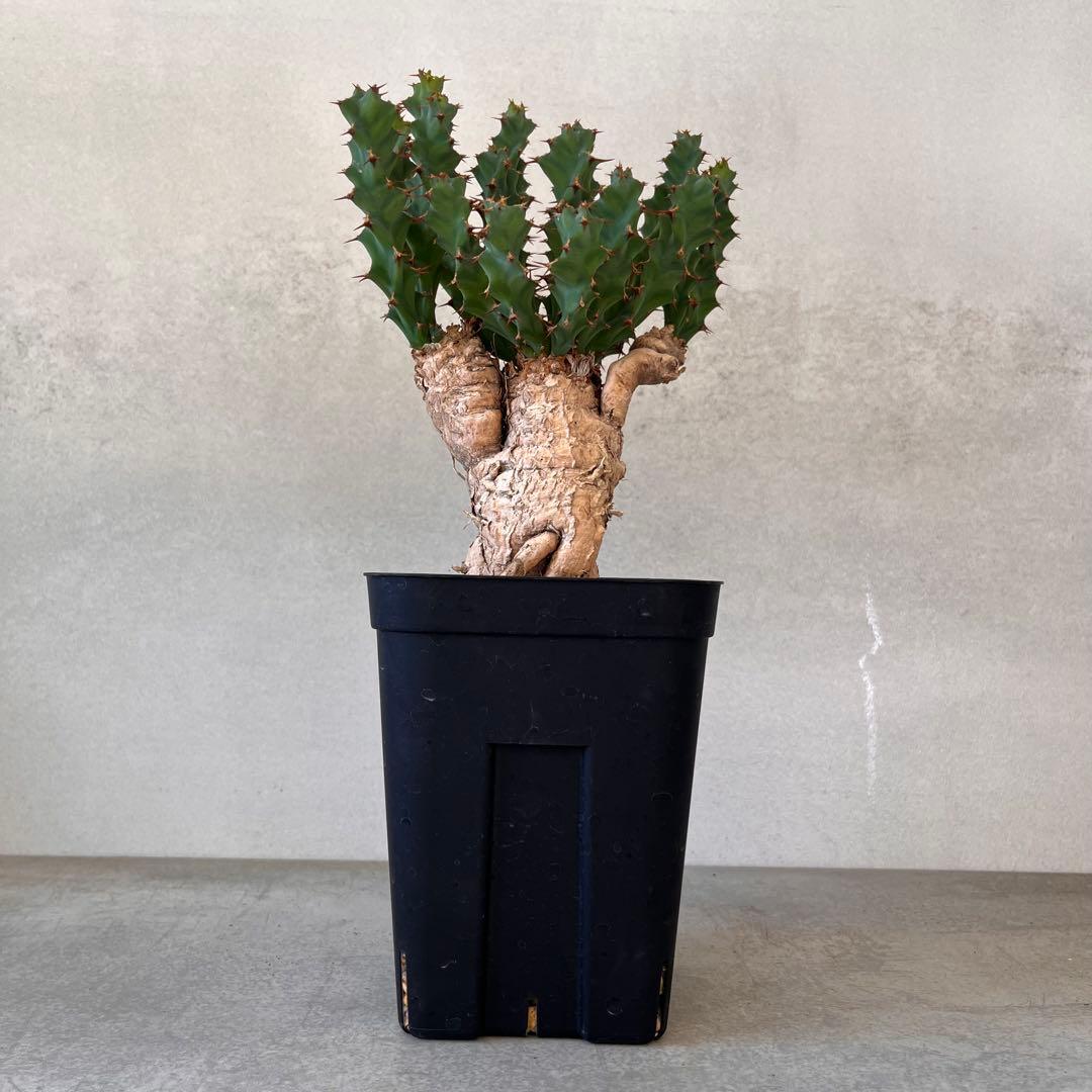 ユーフォルビア　クラビゲラ　現地球　Euphorbia clavigera