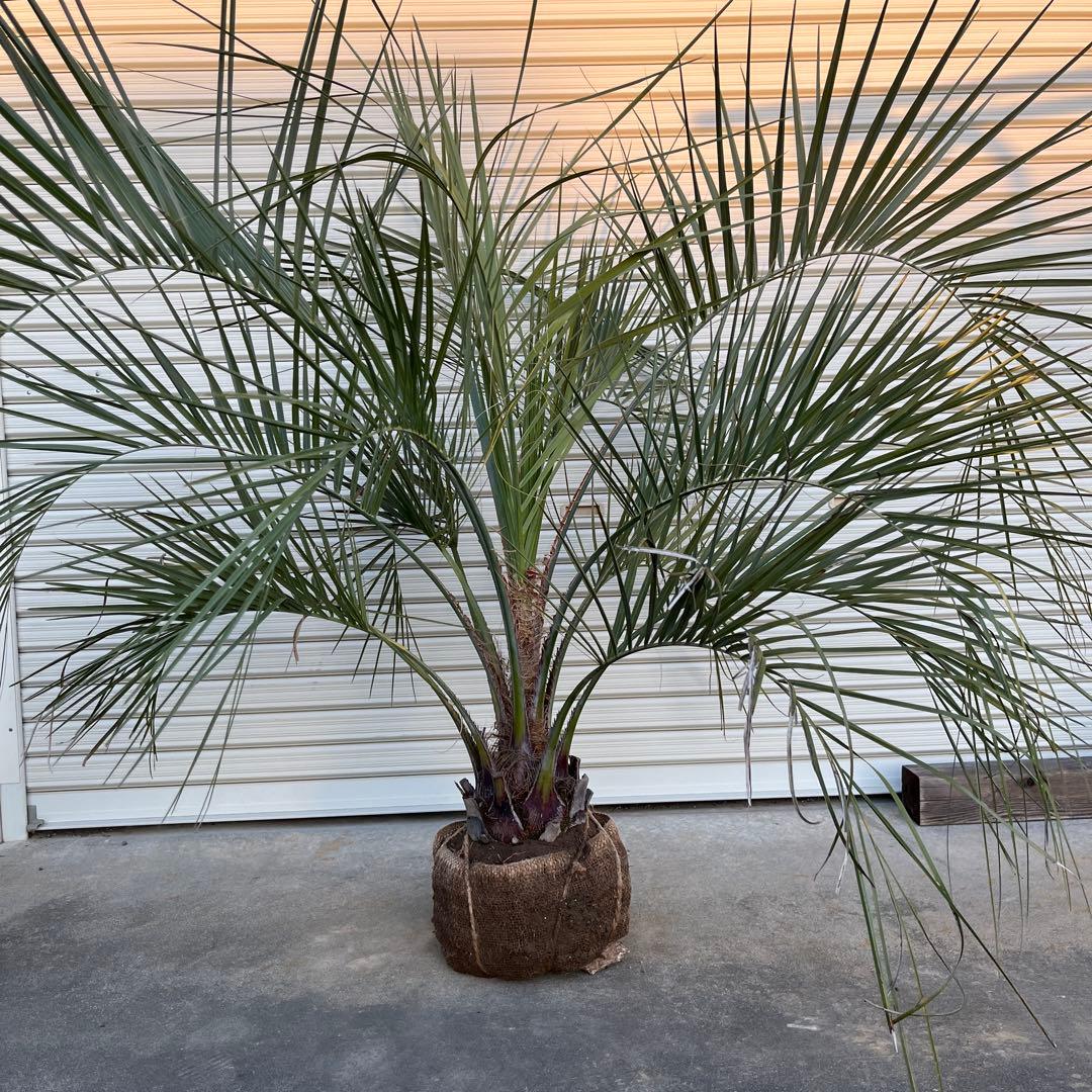 ココスヤシ　鉢下から110㎝