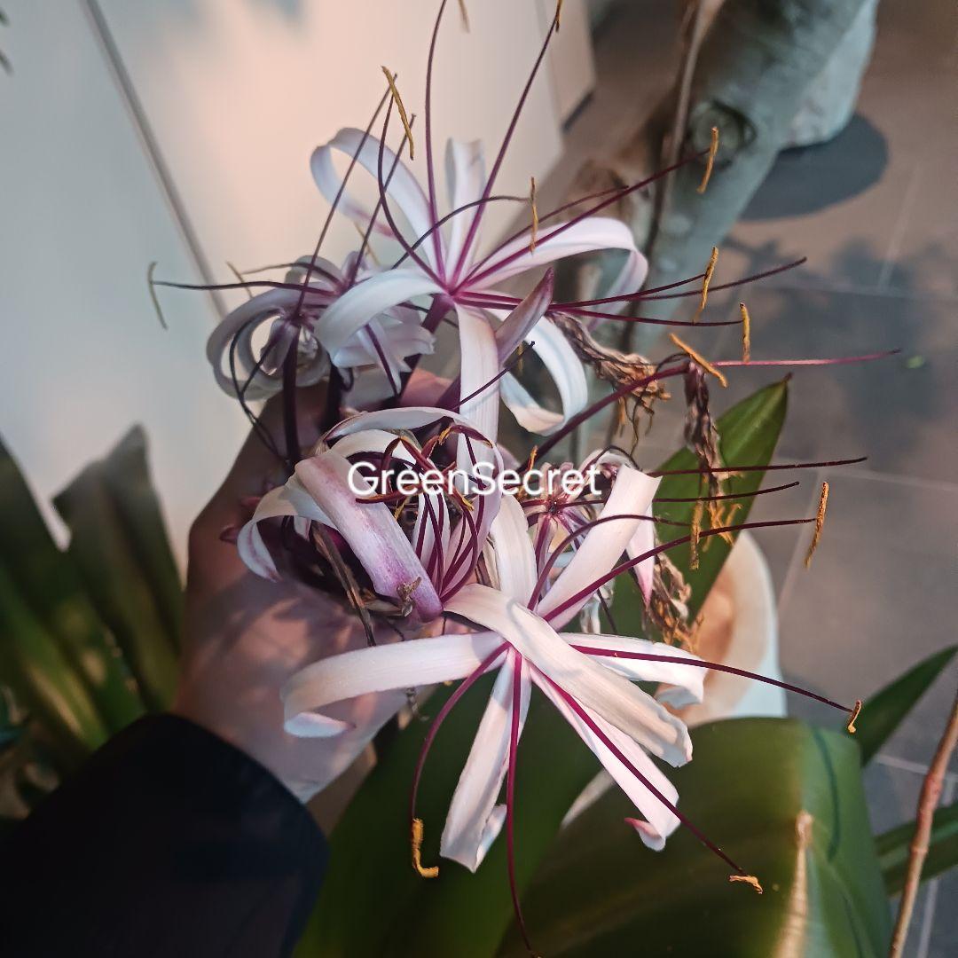 レア★5 ハマユウ　ハマオモト　6号　赤葉　銅葉