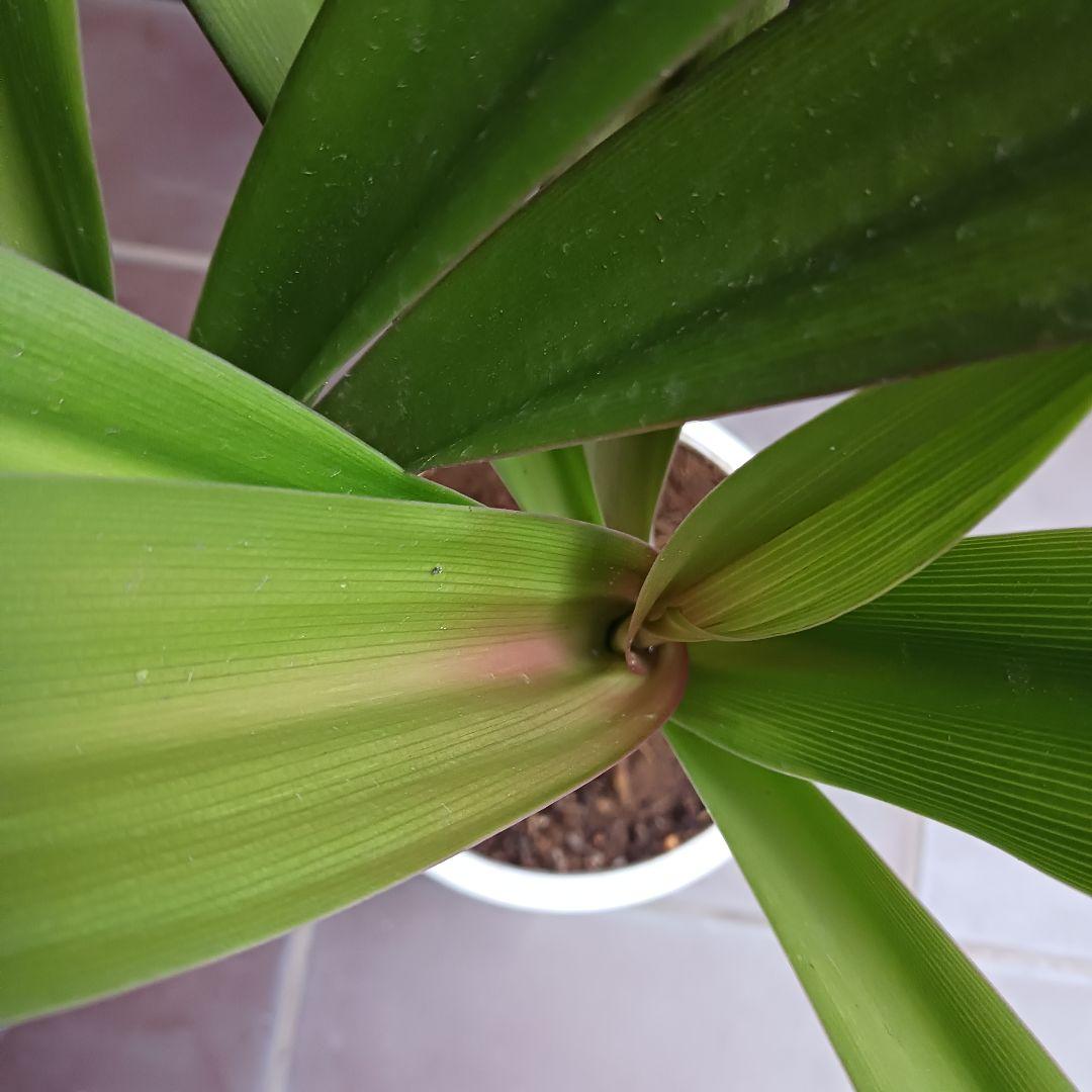 レア★5 ハマユウ　ハマオモト　6号　赤葉　銅葉