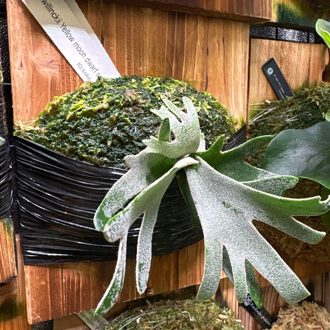 ビカクシダ P. Antler Crown Yellow Moon Dwarf spore