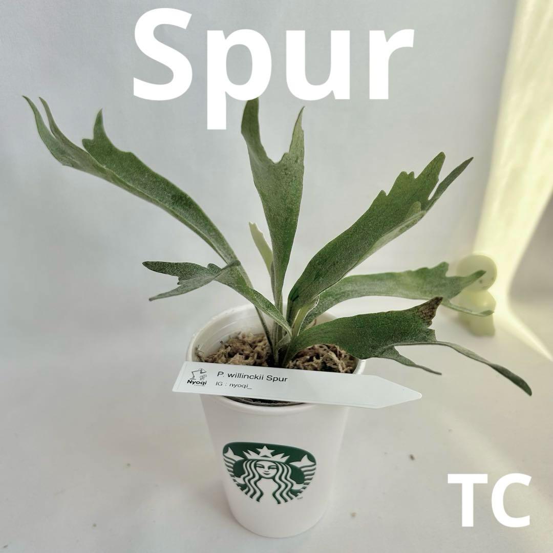 【メルカリ便】P. Willinckii Spur(TC) 【40】
