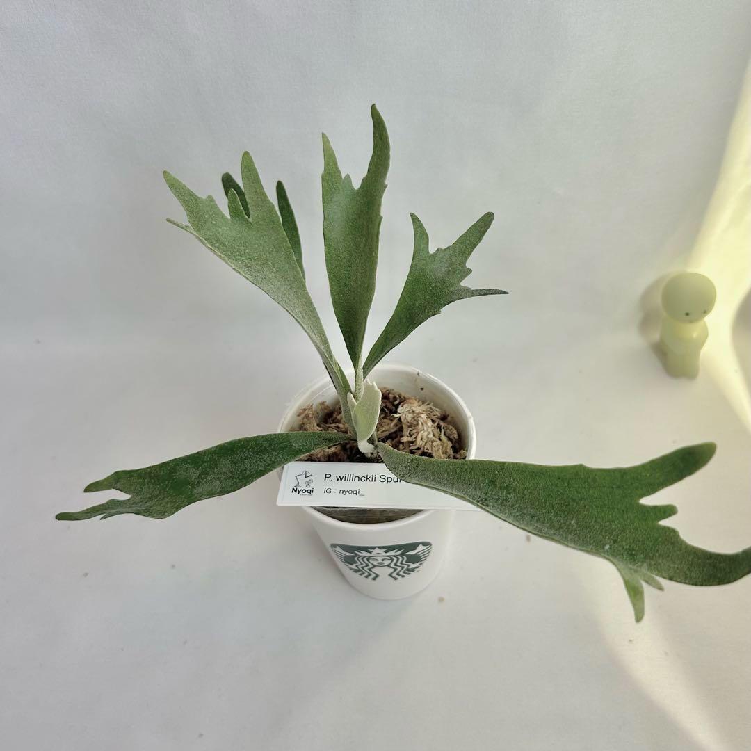 【メルカリ便】P. Willinckii Spur(TC) 【40】