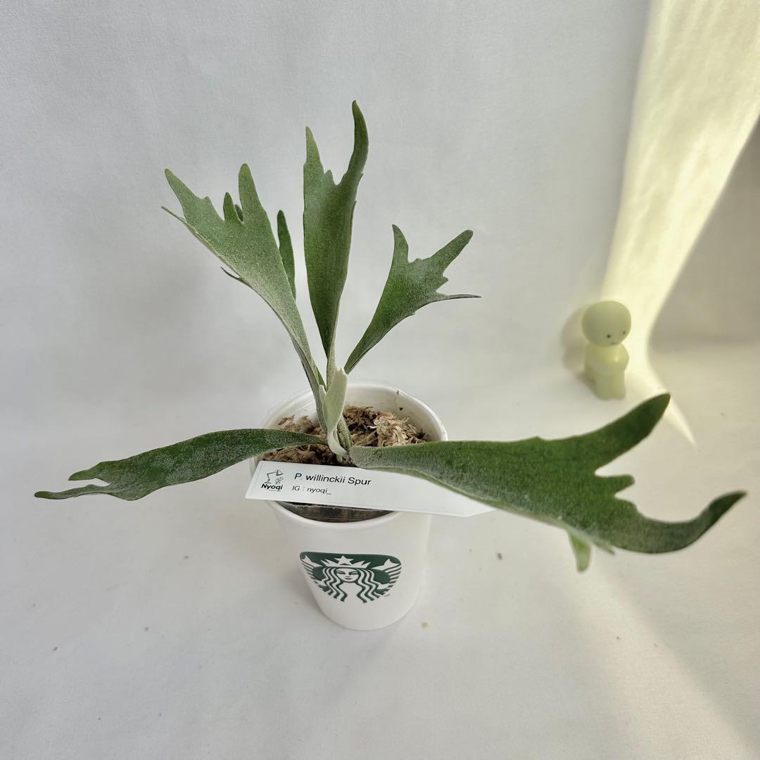 【メルカリ便】P. Willinckii Spur(TC) 【40】
