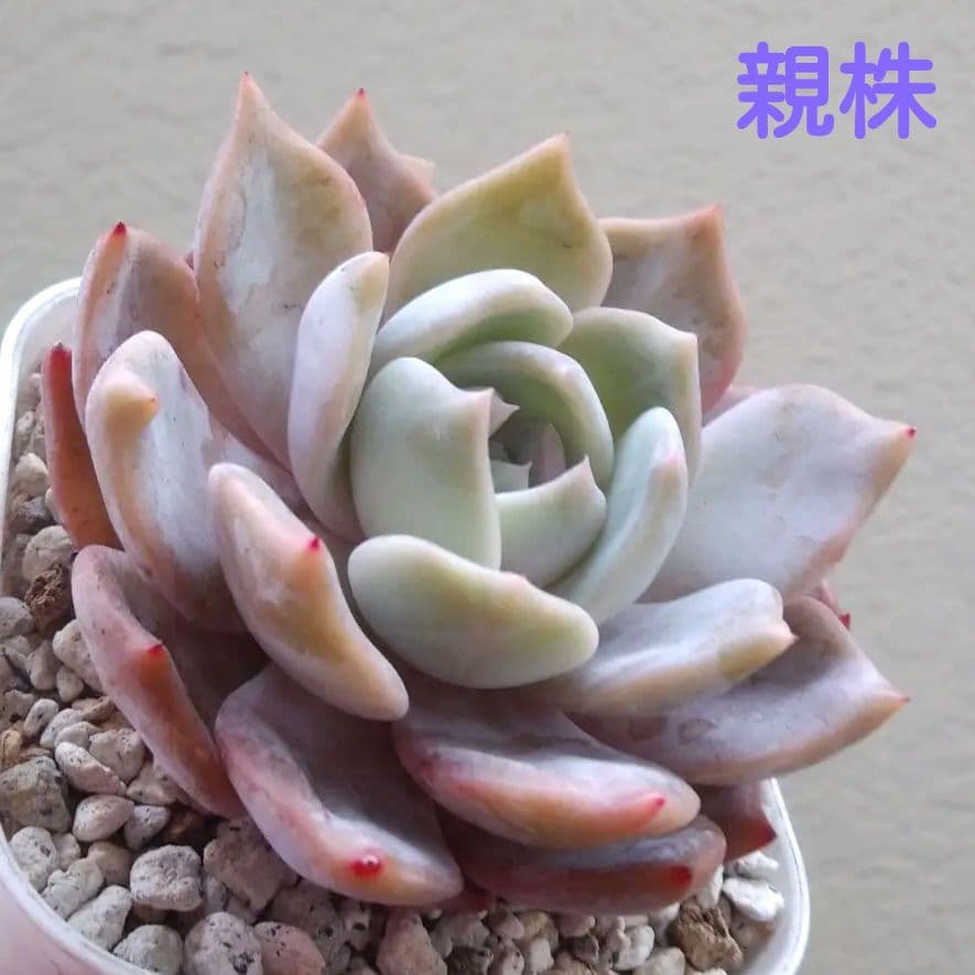 126.. 多肉植物 リモン 750円【抜き苗】