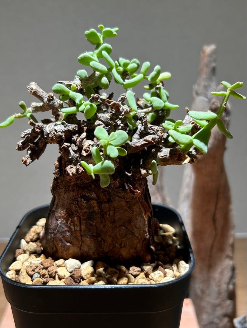 発根済み！ケラリア　ピグマエア　現地球