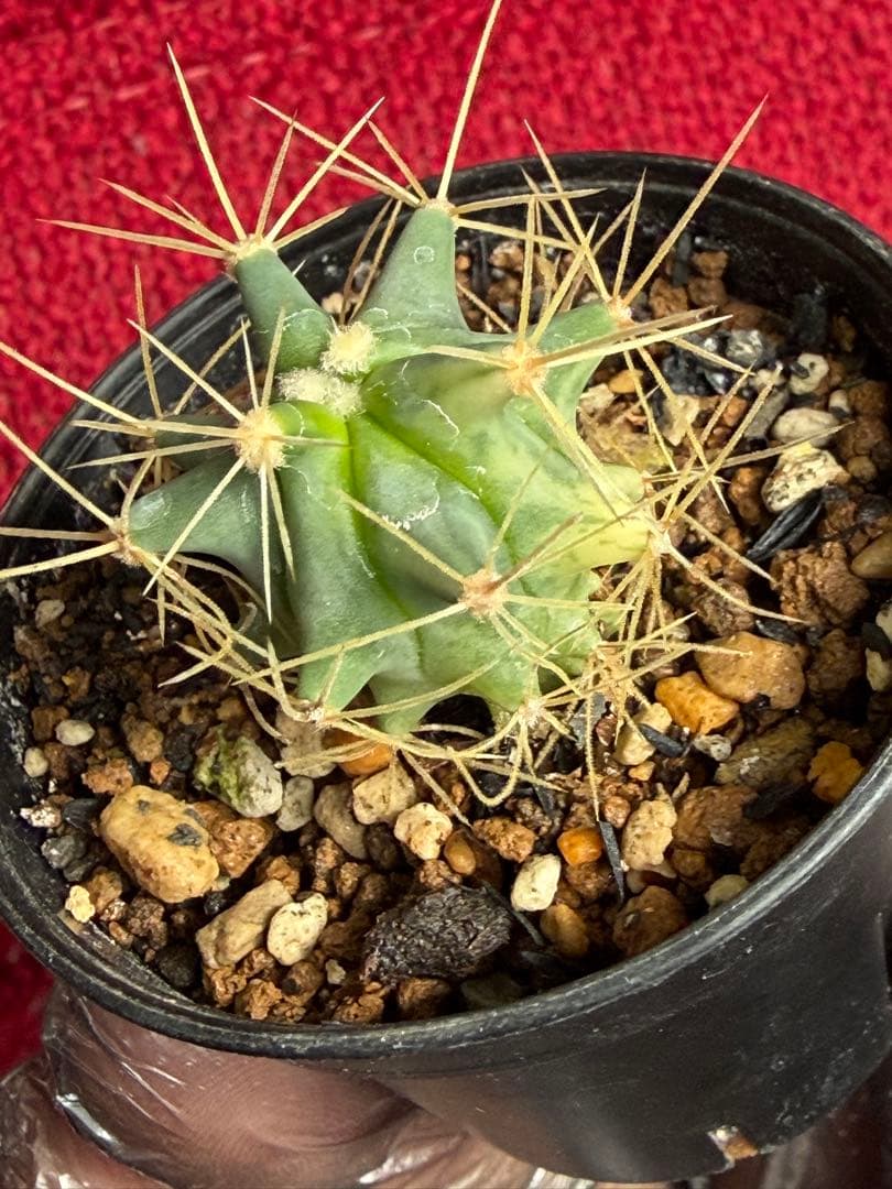 フェロカクタス王冠竜錦◇斑入りドライガーデン多肉サボテン実生アガベ アロエ南国