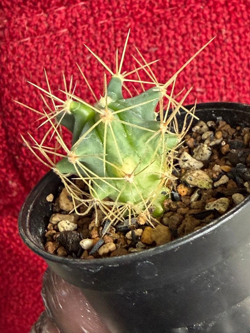 フェロカクタス王冠竜錦◇斑入りドライガーデン多肉サボテン実生アガベ アロエ南国