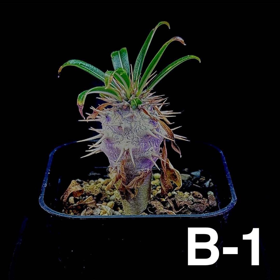 /様 塊根植物他 実生苗 2/3