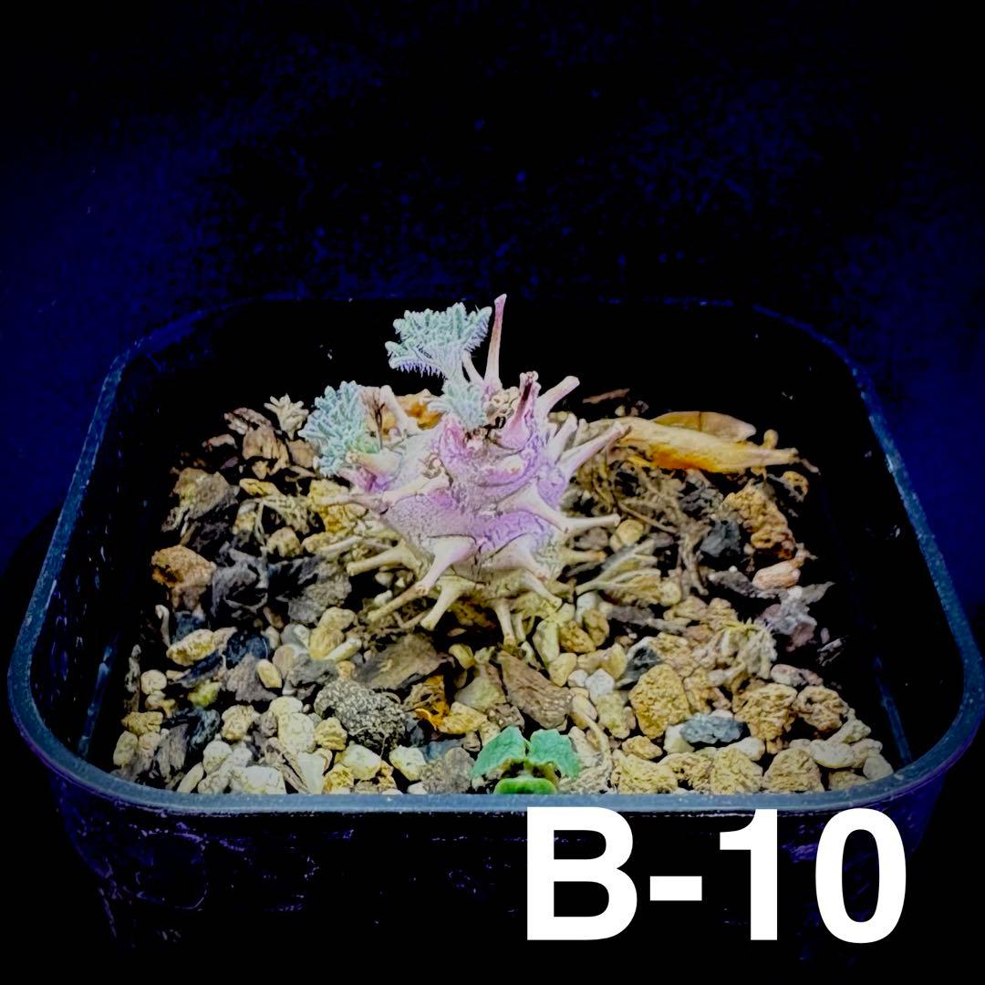 /様 塊根植物他 実生苗 2/3