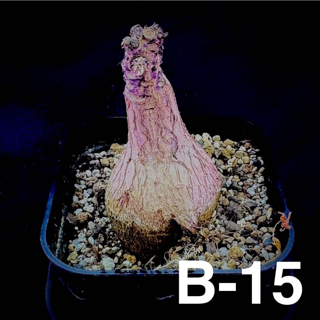 /様 塊根植物他 実生苗 2/3