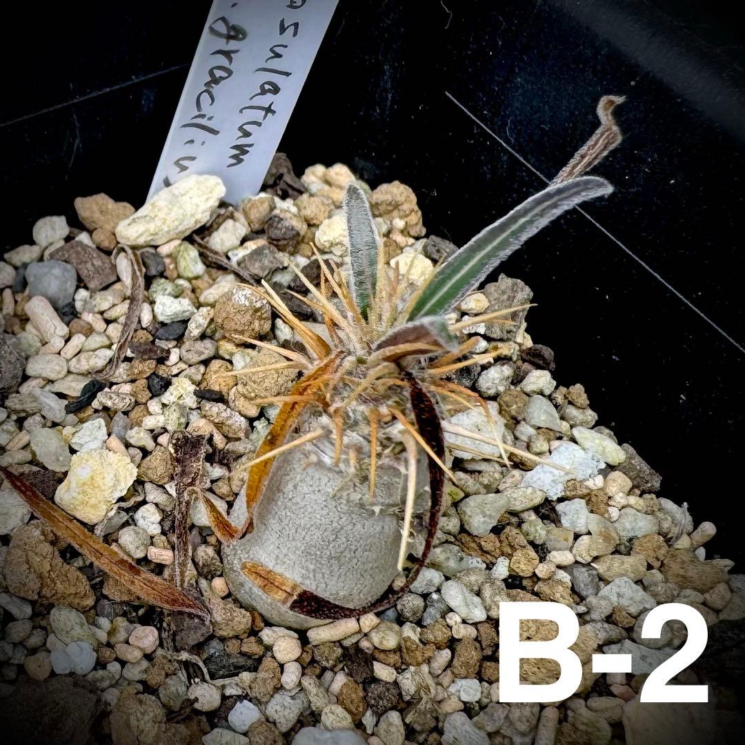 /様 塊根植物他 実生苗 2/3