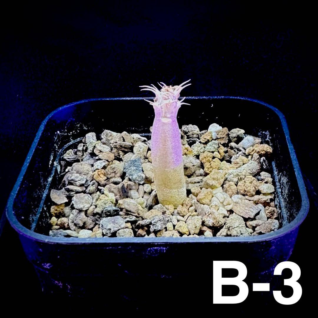 /様 塊根植物他 実生苗 2/3