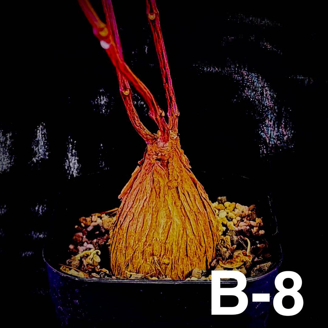 /様 塊根植物他 実生苗 2/3