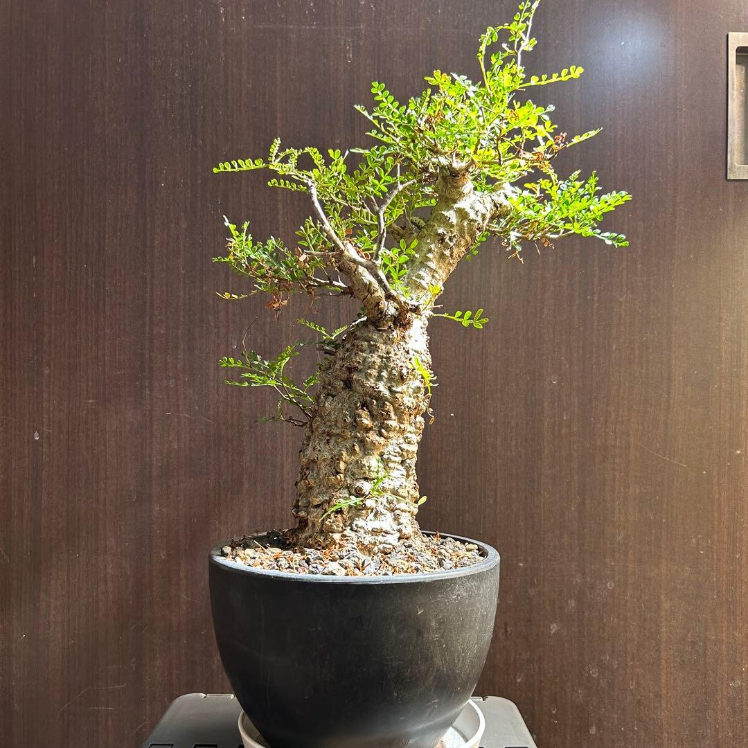 【美大株】パキプス オペルクリカリア パキプス 現地球 発根済み