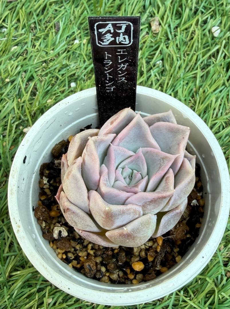 多肉植物 エケベリア AJ多肉 中里 エレガンス トラントンゴ