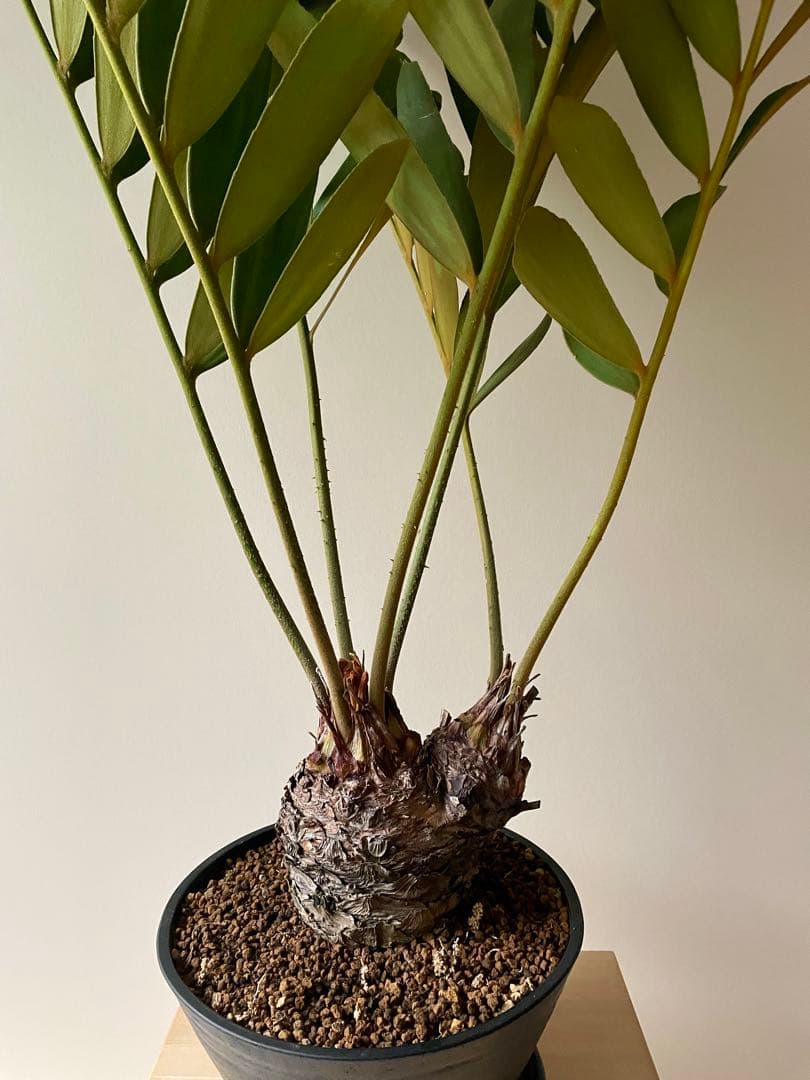 ザミア　フルフラセア　多頭　大株　希少　メキシコソテツ　ヒロハザミア