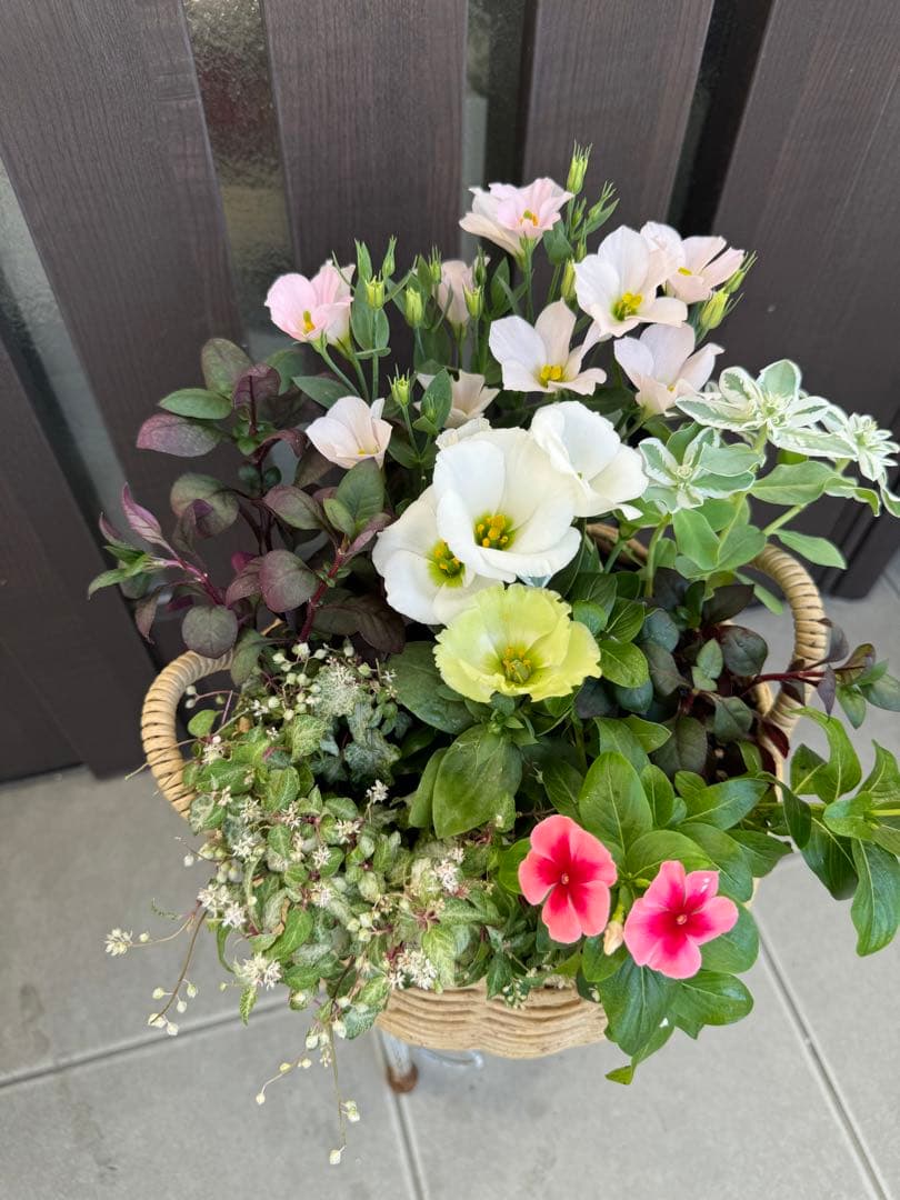 寄せ植え　花■秋の寄せ植え