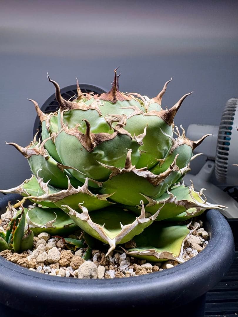 アガベ・チタノタ・fo076 COMPACTA