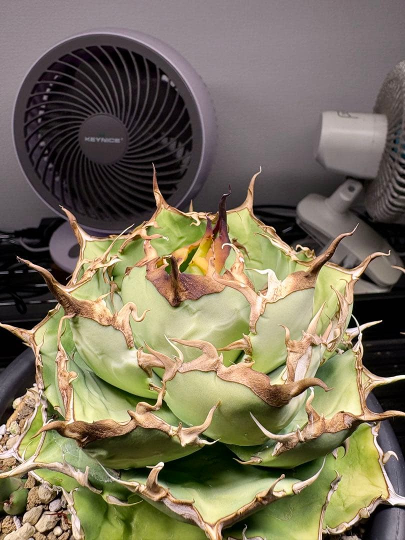 アガベ・チタノタ・fo076 COMPACTA