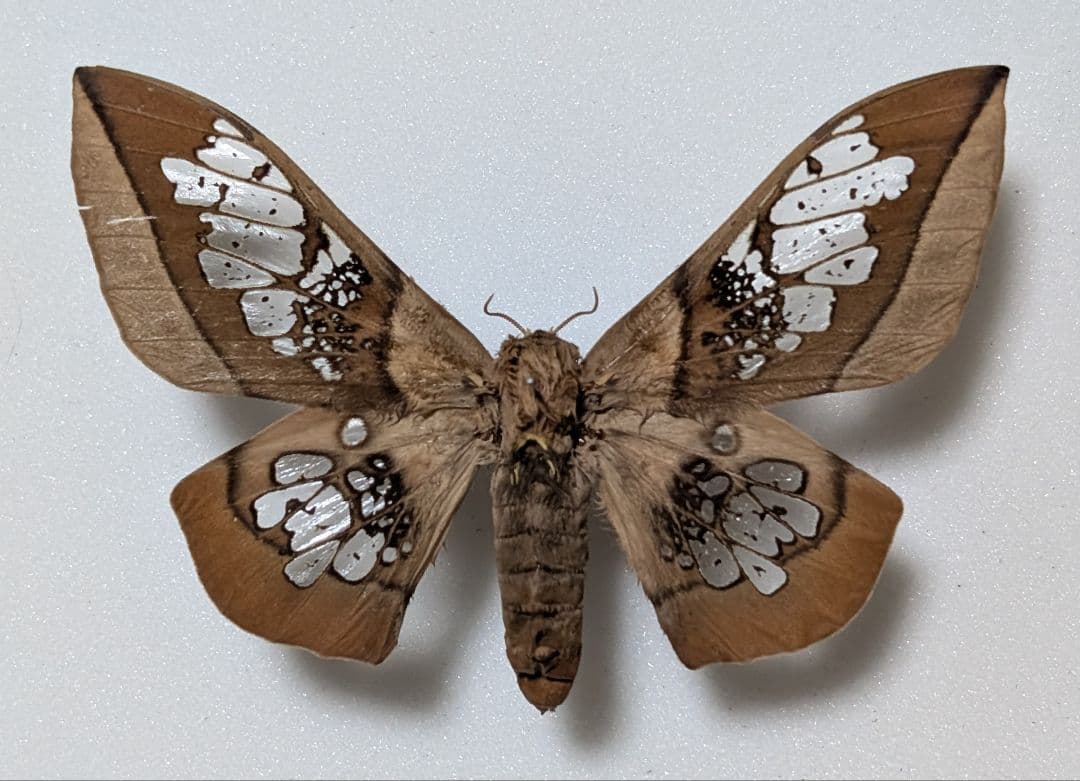 珍品　ネオカルネギアヤママユ　蛾　標本