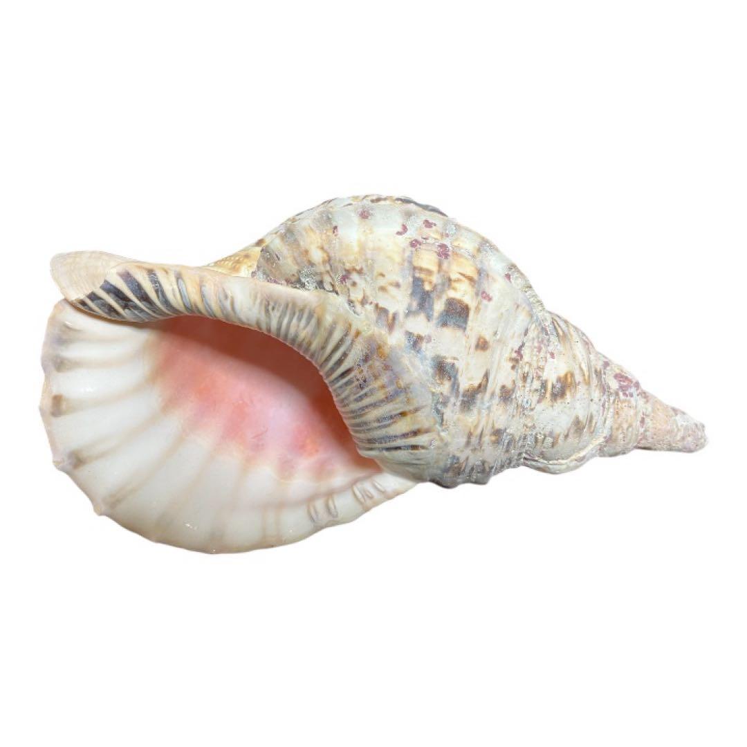 希少　法螺貝　直線34cm 沖縄　インテリア