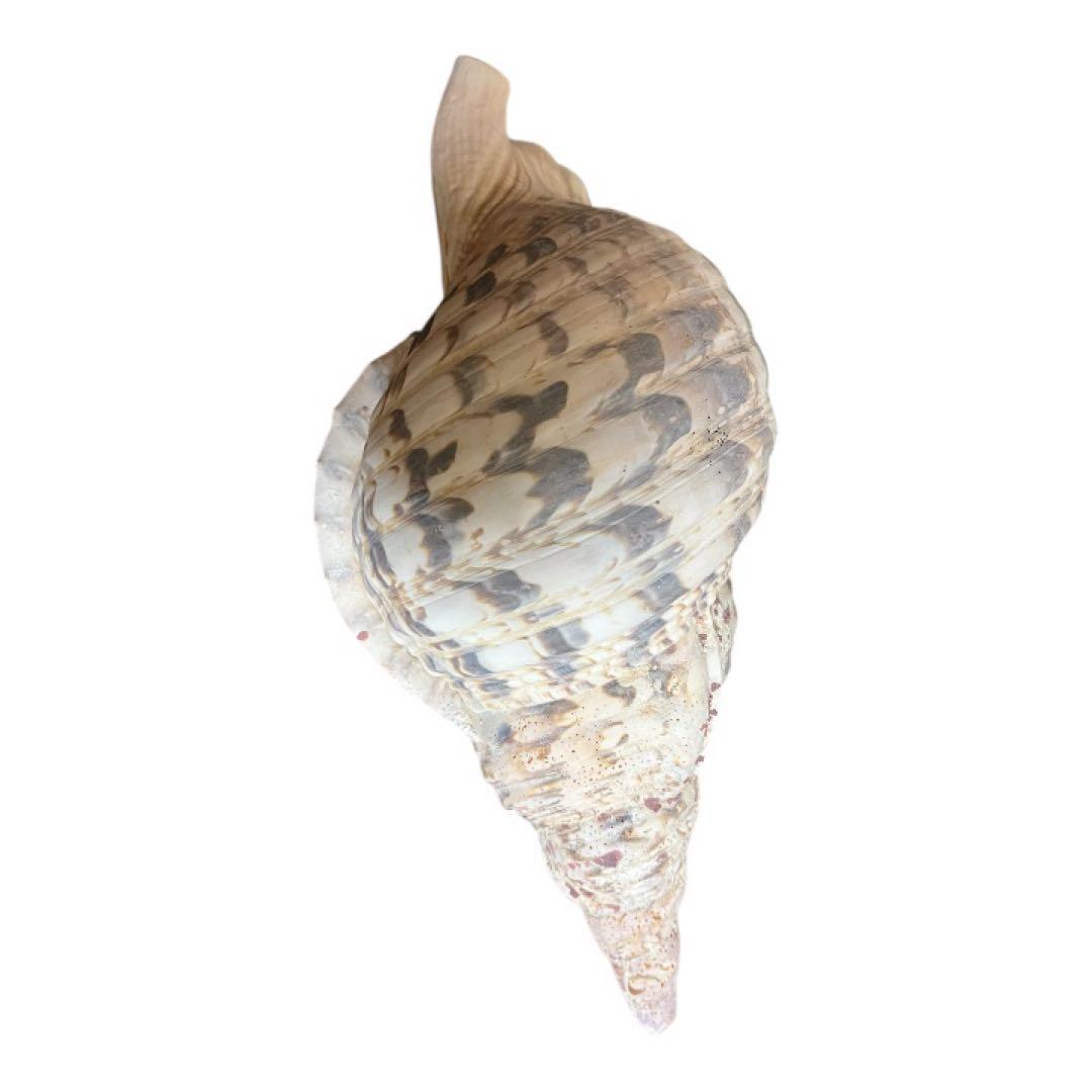 希少　法螺貝　直線34cm 沖縄　インテリア