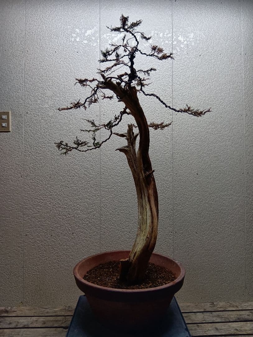 真柏大品盆栽‼️引き取り限定‼️