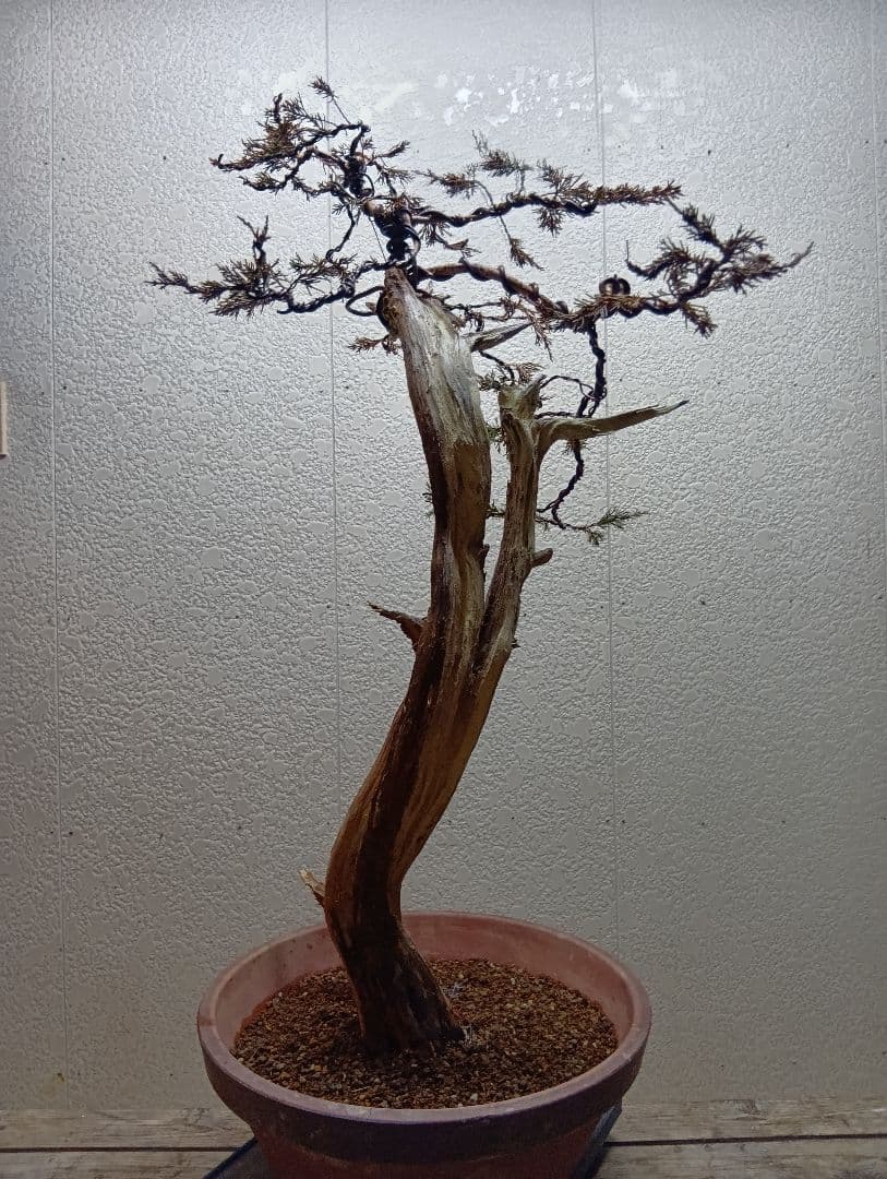 真柏大品盆栽‼️引き取り限定‼️