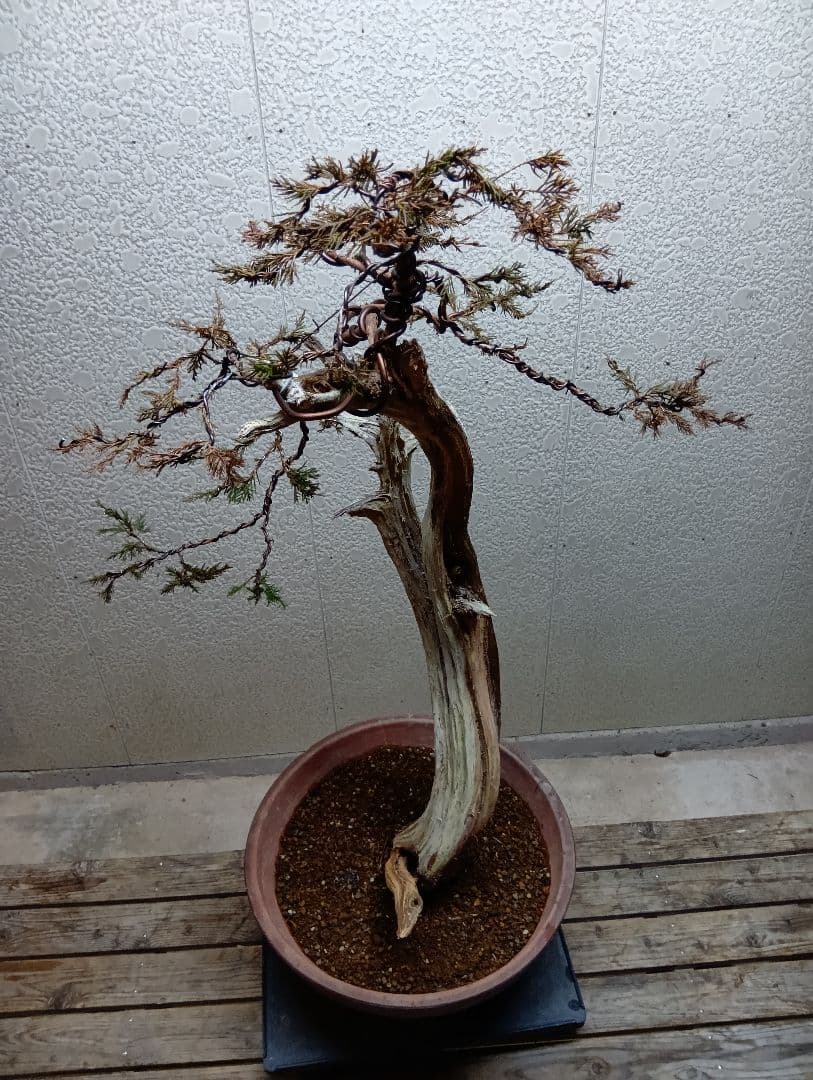 真柏大品盆栽‼️引き取り限定‼️