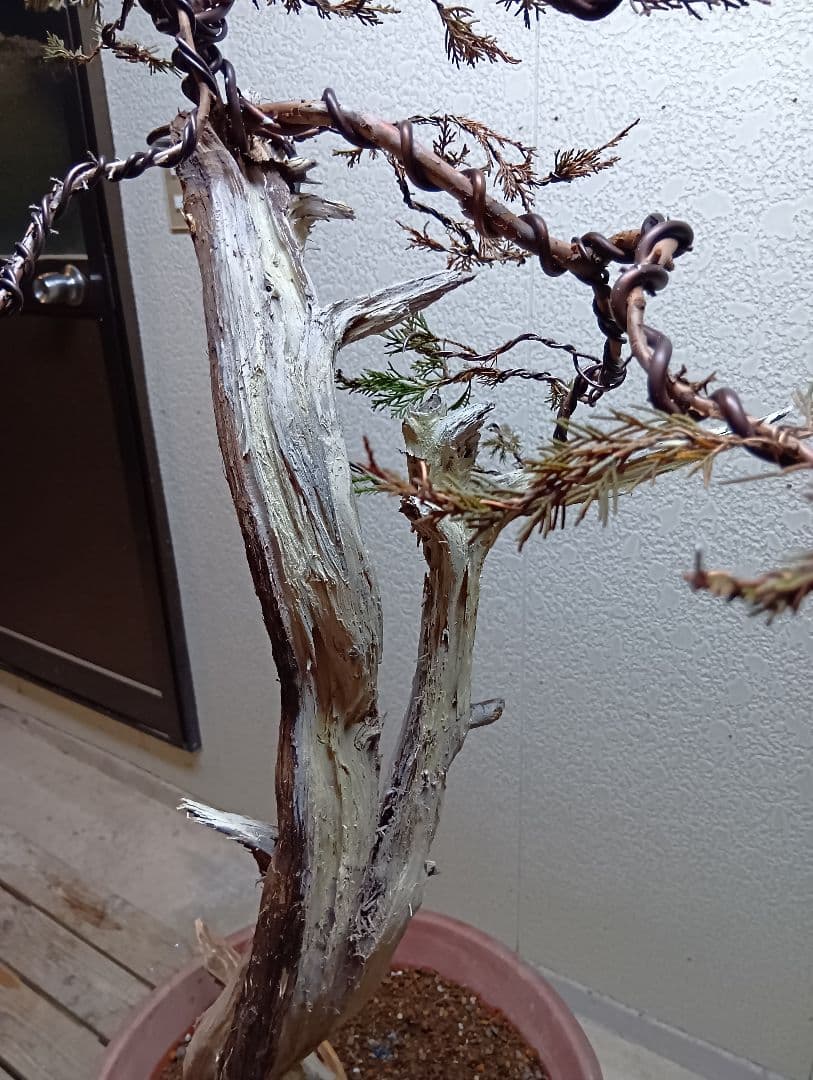 真柏大品盆栽‼️引き取り限定‼️